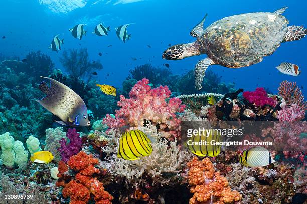 turtle and tropical reef fish - pez de agua salada fotografías e imágenes de stock