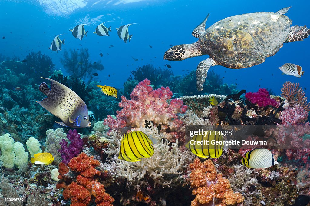 Turtle and tropical reef fish