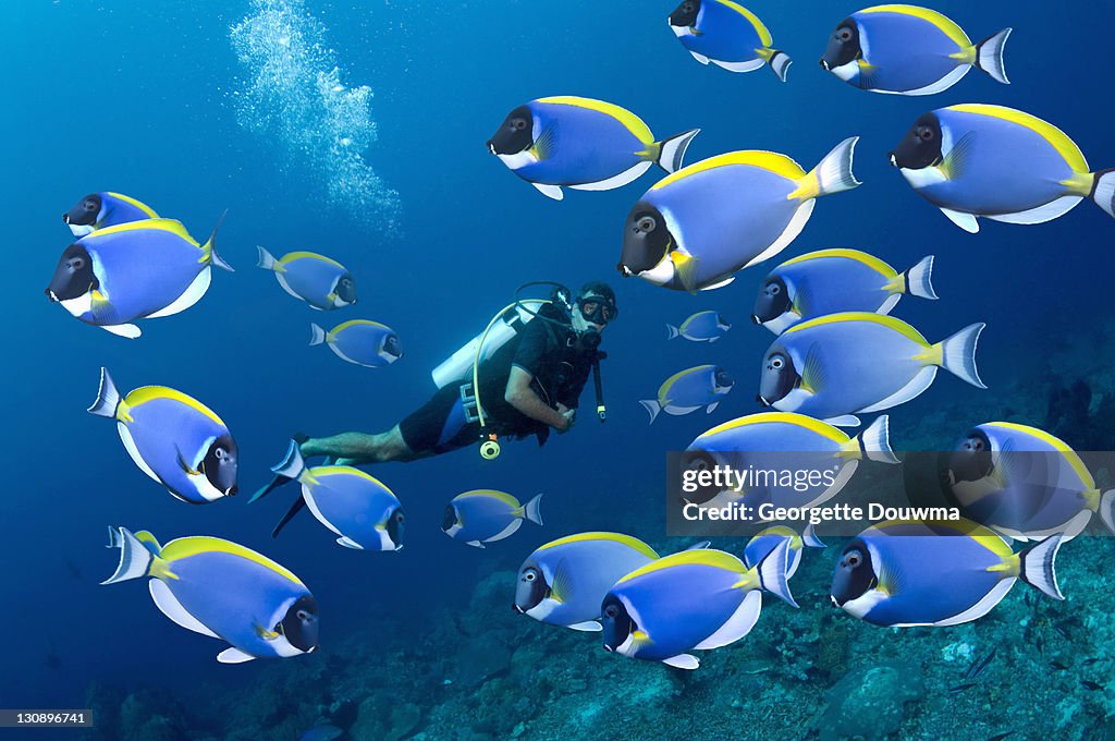 Tropical reef fish with diver