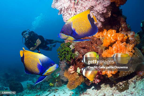 tropical reef fish with diver - euxiphipops navarchus fotografías e imágenes de stock