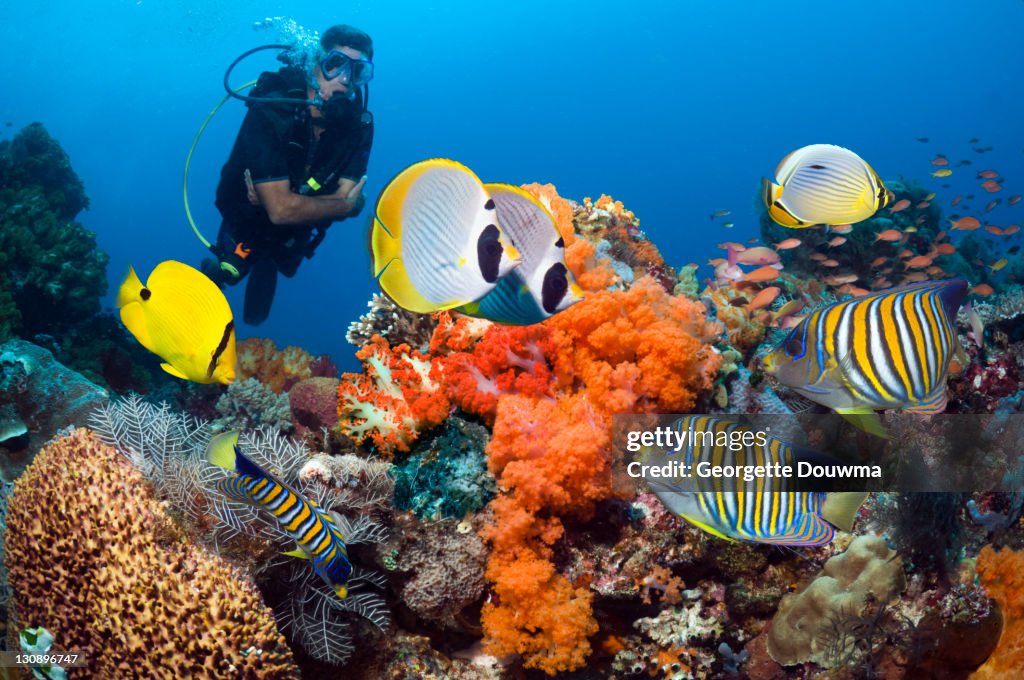 Tropical reef fish with diver