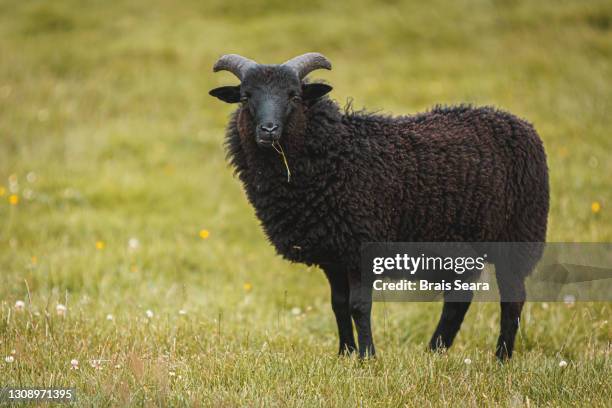 black sheep in highlands grassland - black sheep mammal stock pictures, royalty-free photos & images