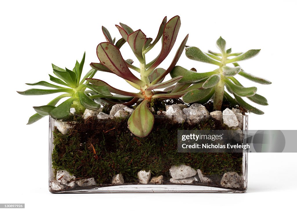 Various plants in a glass dome