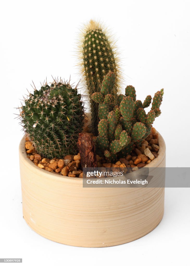 Catus group