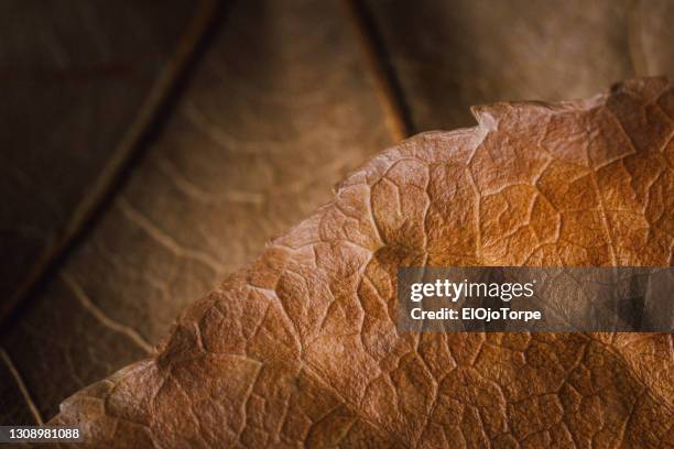 close-up image of leaves in autumn, no people - dry leaf stock pictures, royalty-free photos & images