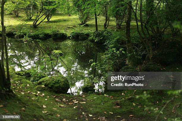 trees reflected in a puddle in the forest - karuizawa stock-fotos und bilder