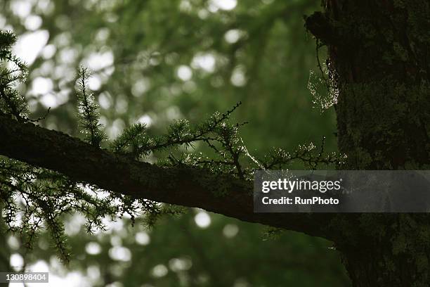 drops of rain with a spider web with the tree - karuizawa stock-fotos und bilder