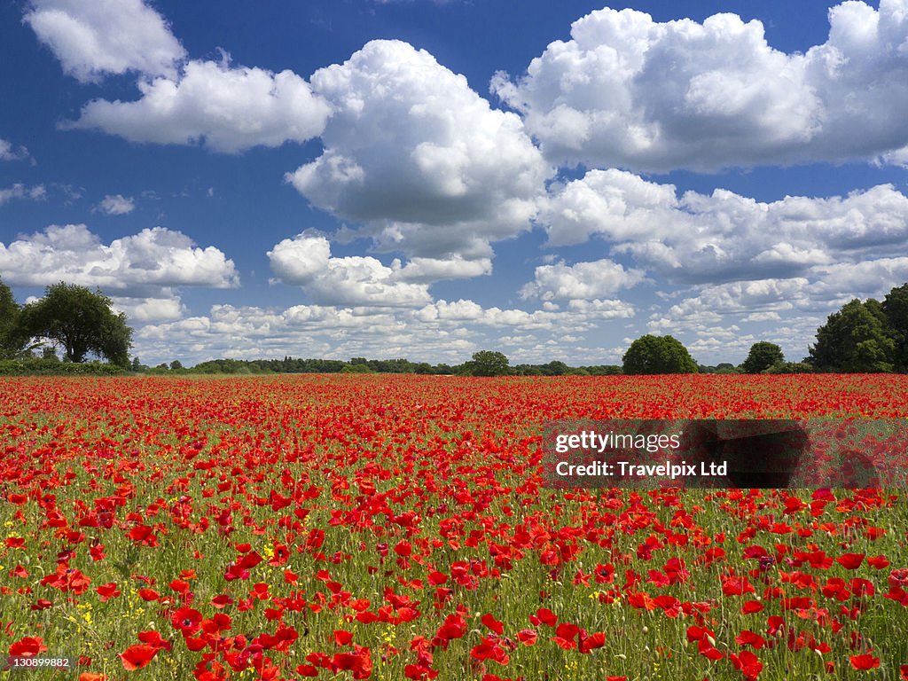 Poppies in the valley of the somme, France