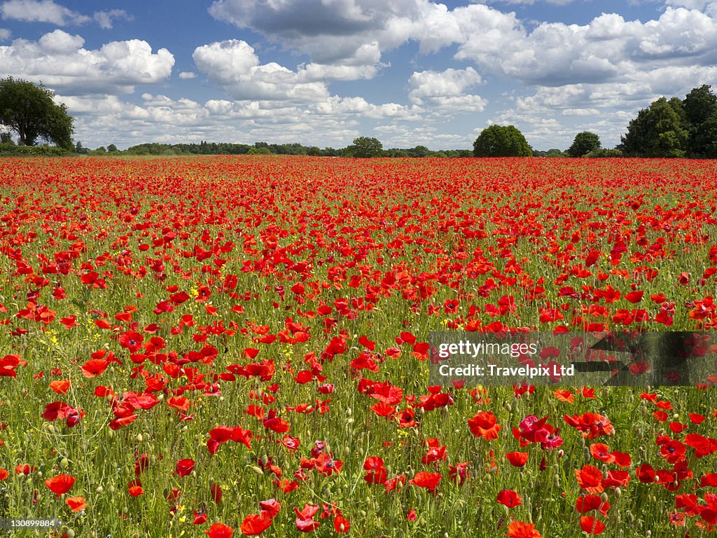 Poppies in the valley of the somme, France