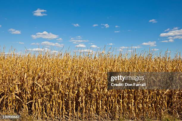 corn ready for harvest - lincoln nebraska stock pictures, royalty-free photos & images