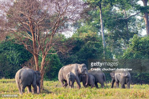 elephant family in khao yai national park, thailand - khao yai national park stock pictures, royalty-free photos & images
