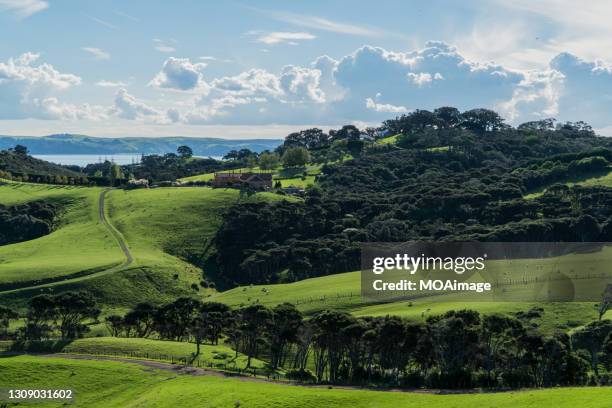 natural high-quality pasture - new zealand and farm or rural stock pictures, royalty-free photos & images