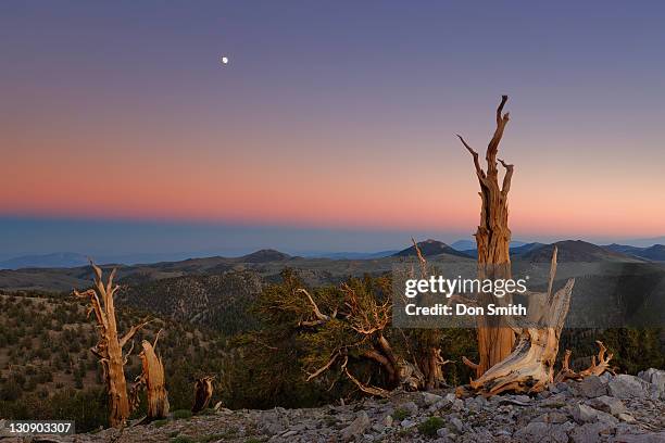 moonrise over twilight wedge and bristlecones - pin de bristlecone photos et images de collection