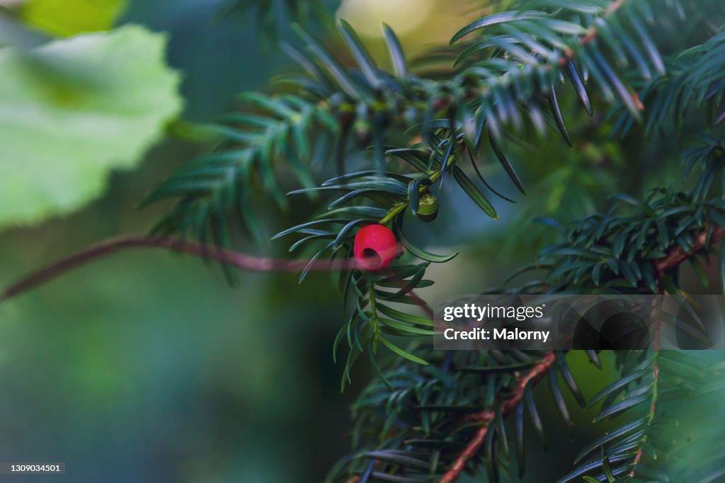 Close-up of red berry hanging on yew-tree.