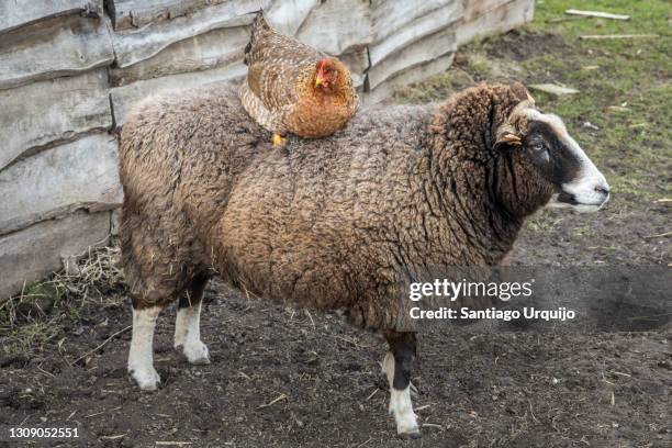 Chicken Riding Sheep 1,392 Farm Chicken Sheep Stock Photos, High-Res Pictures, and Images ...