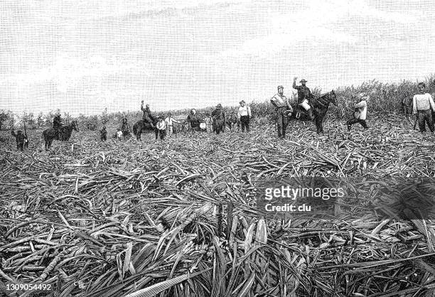 23 Sugarcane Cartoon Photos and Premium High Res Pictures - Getty Images