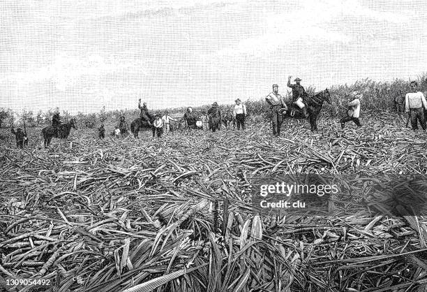 23 Sugarcane Cartoon Photos and Premium High Res Pictures - Getty Images 23 Sugarcane Cartoon Photos and Premium High Res Pictures - Getty Images