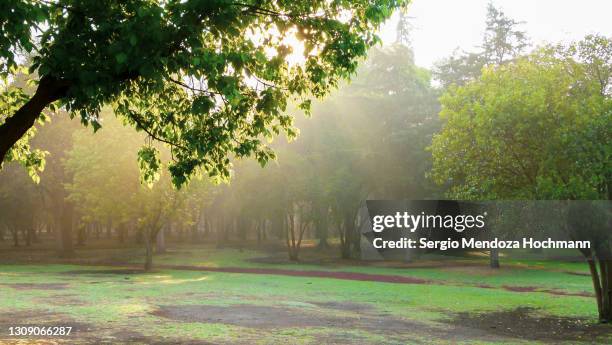 sunlight beaming through the trees at dawn in chapultepec forest in mexico city, mexico - bosque de chapultepec stock-fotos und bilder