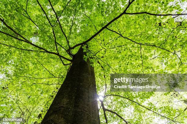 low angle view of large beech tree in springtime - boomlaag stockfoto's en -beelden