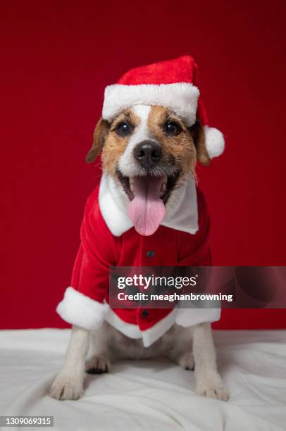 portrait of a jack russell terrier wearing a christmas outfit - funny christmas dog stock pictures, royalty-free photos & images