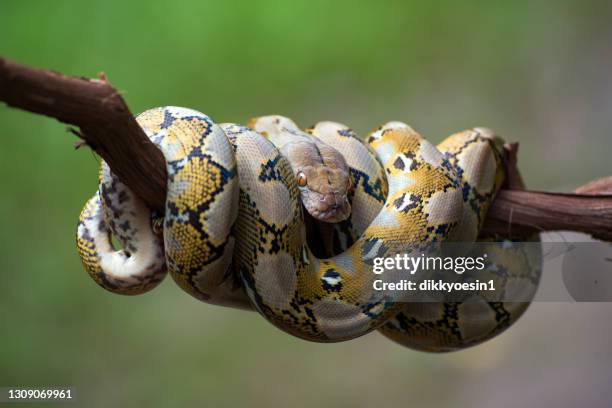 reticulated python coiled around a tree branch, indonesia - netzpython stock-fotos und bilder