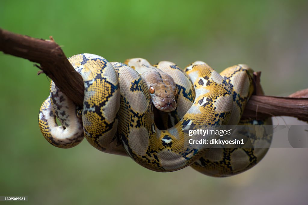 Reticulated python coiled around a tree branch, Indonesia