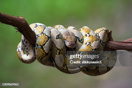 Reticulated python coiled around a tree branch, Indonesia Reticulated python coiled around a tree branch, Indonesia