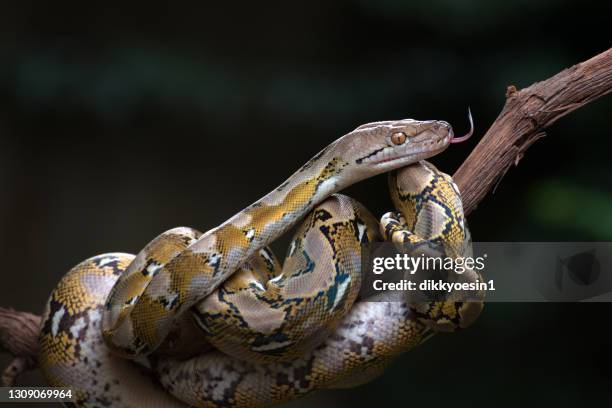304 Reticulated Python Stock Photos, High-Res Pictures, and Images ...