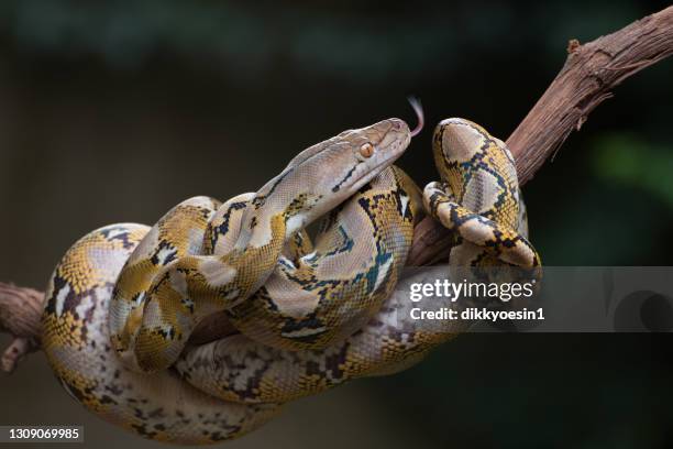 Reticulated Python Photos and Premium High Res Pictures - Getty Images
