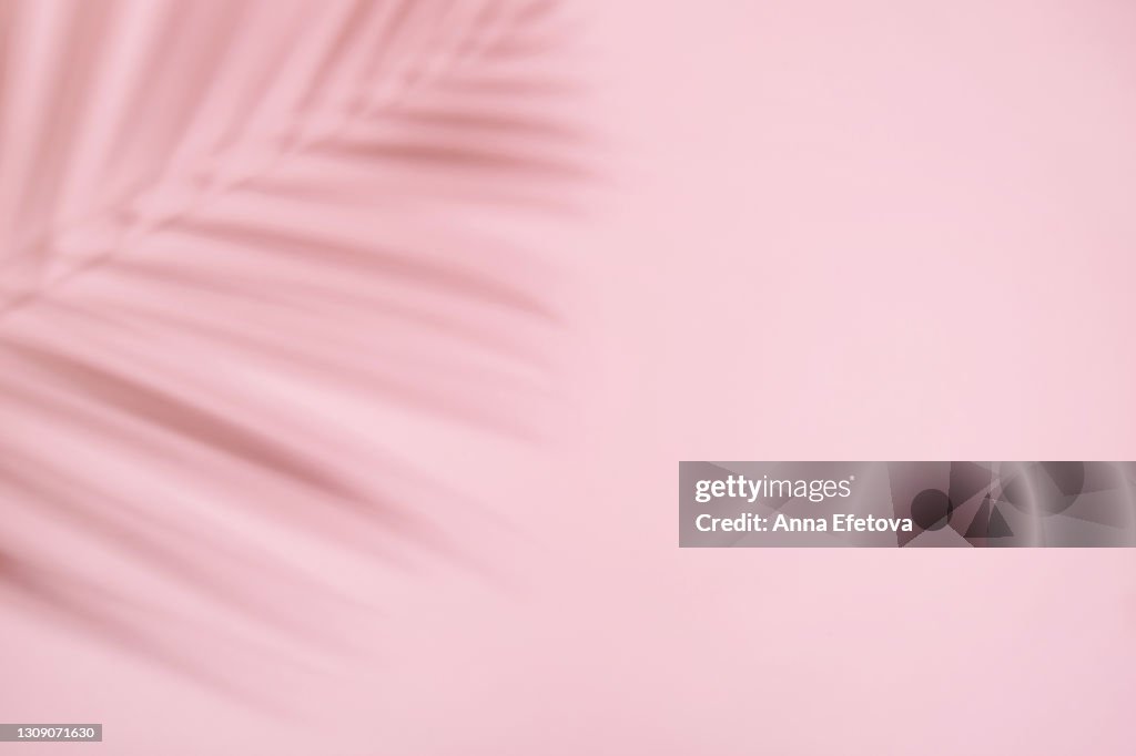 Shadow from the tropical leaves of palm and fern on pastel pink background. Flat lay style. Trendy style for design with copy space.