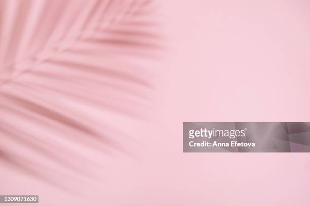 shadow from the tropical leaves of palm and fern on pastel pink background. flat lay style. trendy style for design with copy space. - ombra foto e immagini stock