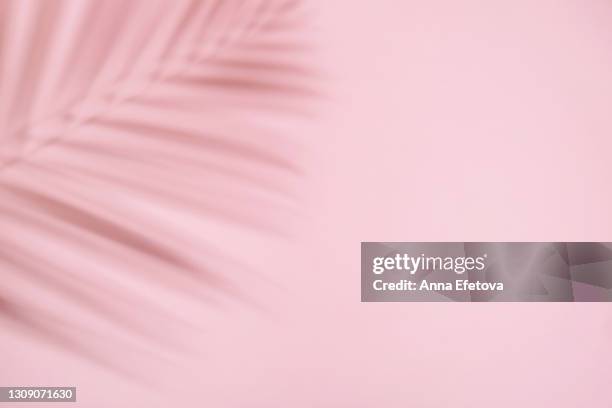 shadow from the tropical leaves of palm and fern on pastel pink background. flat lay style. trendy style for design with copy space. - palmboom stockfoto's en -beelden