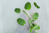 Blooming mint branches in drops on a gray metal background