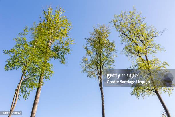 tall beech trees in springtime - small group of objects stock pictures, royalty-free photos & images