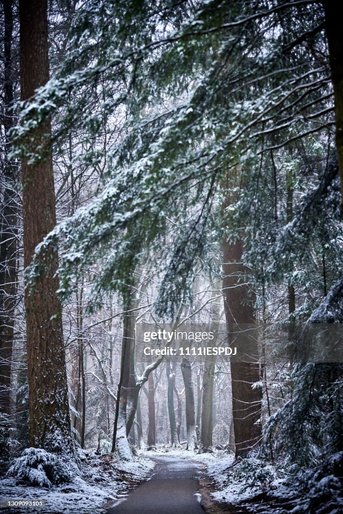 Winterday Snowy Forest High-Res Stock Photo - Getty Images