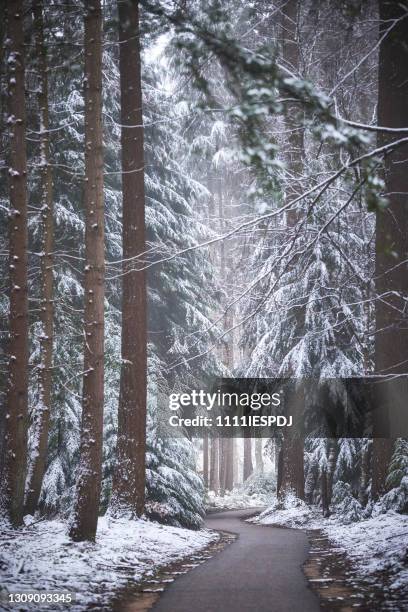 snowy forest - pine woodland stock pictures, royalty-free photos & images