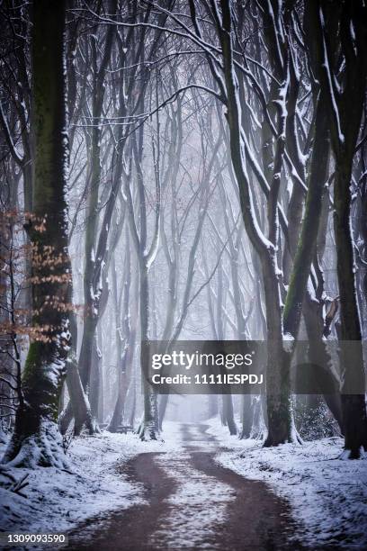 snowy forest - winter footpath stock pictures, royalty-free photos & images