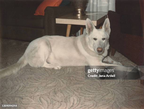 vintage photograph white german shepherd dog laying down: security, protection and obedience - dog looking down stock pictures, royalty-free photos & images