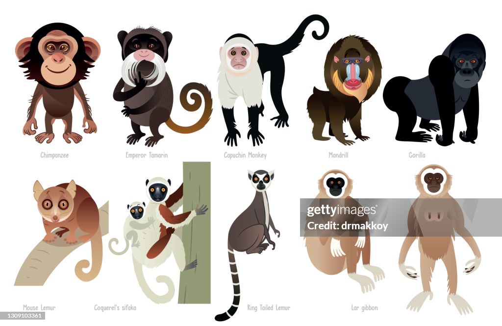 Primates