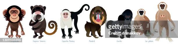 bildbanksillustrationer, clip art samt tecknat material och ikoner med primater - gibbon människoapa