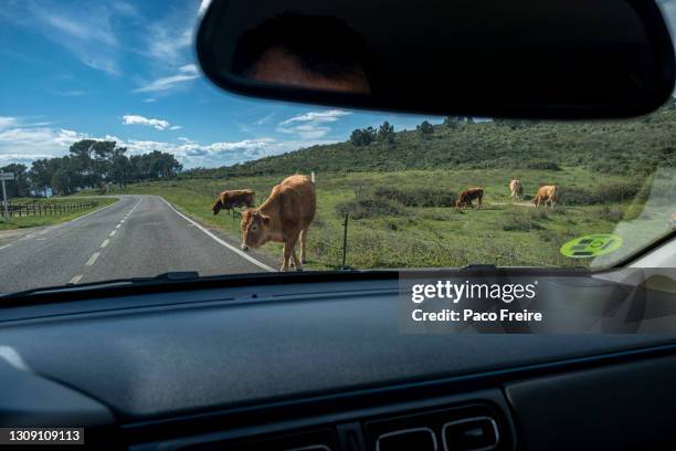 beef cattle grazing on the roadside seen from inside the car - car country road photos et images de collection