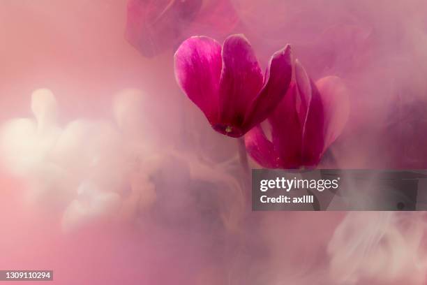 veilchen cyclamen bunte wolken - alpenveilchen stock-fotos und bilder