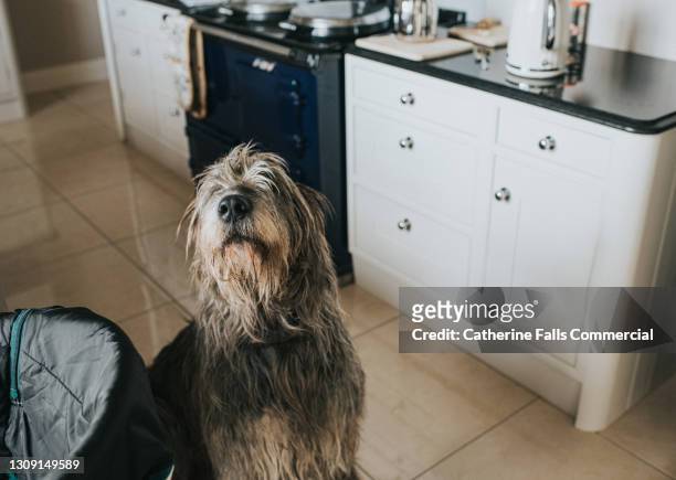a grey irish wolfhound in a kitchen - she looks up at the camera - irish wolfhound foto e immagini stock