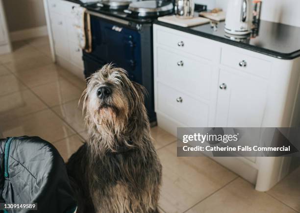 a grey irish wolfhound in a kitchen - she looks up at the camera - irish wolfhound bildbanksfoton och bilder