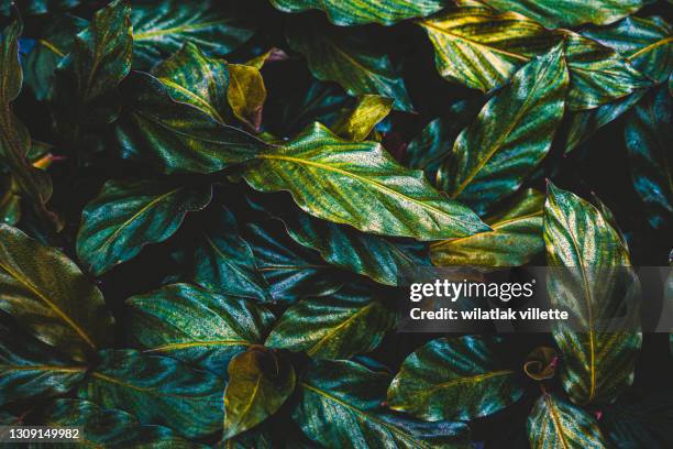 abstract green leaf texture, nature background, tropical leaf. - plante tropicale photos et images de collection