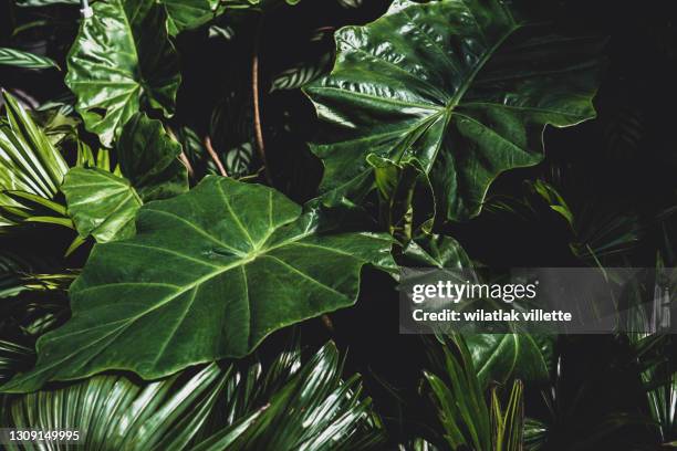 abstract green leaf texture, nature background, tropical leaf. - leaf landscape green stock pictures, royalty-free photos & images