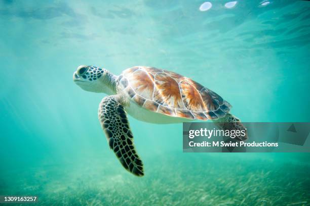 Turtle Without Shell Small Turtles Without Shells Photos and Premium High Res Pictures - Getty Images