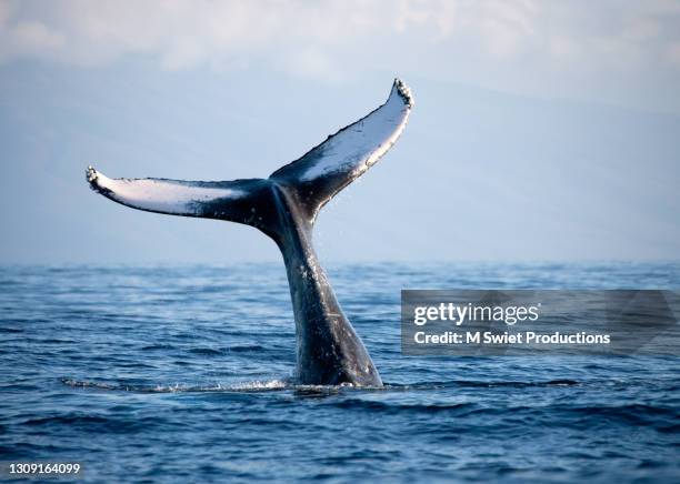 humpback whale fluke - wailea ストックフォトと画像