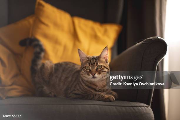 a comfortable egyptian mau cat relaxes on a couch. shallow depth of field is focused on the eyes - mau egípcio imagens e fotografias de stock