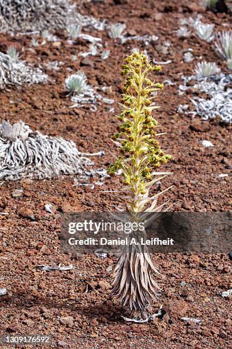 Haleakala Silversword Plant at Haleakala National Park Haleakala Silversword Plant at Haleakala National Park